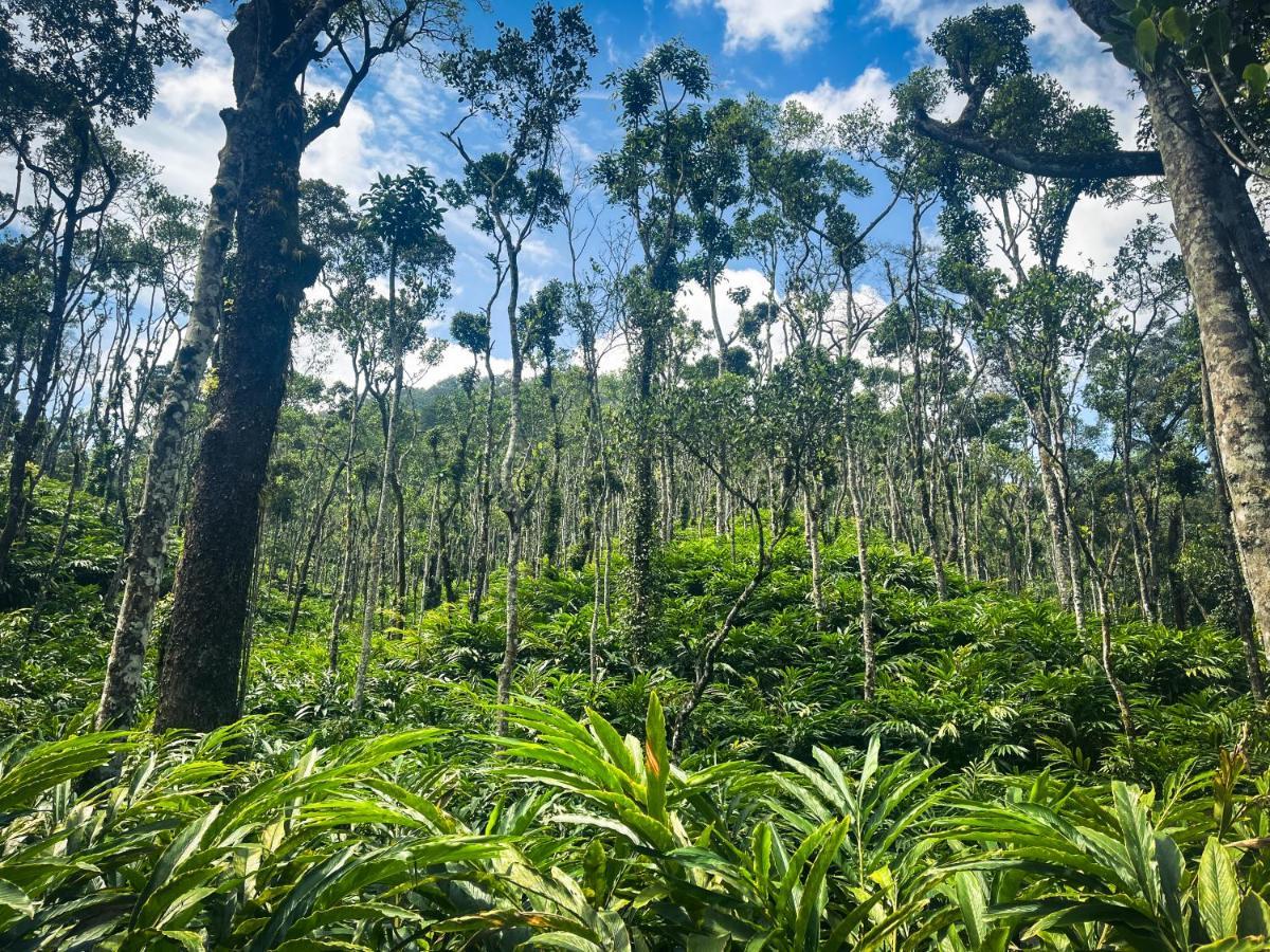 Mystic Mayapott, Thekkady Bagian luar foto